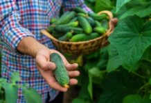 Лучшие сорта огурцов: как я выбираю всего 5 видов на все случаи жизни лучшие сорта огурцов