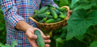 Лучшие сорта огурцов: как я выбираю всего 5 видов на все случаи жизни лучшие сорта огурцов