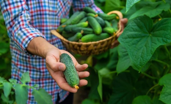 0 лучшие сорта огурцов