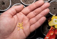 Посев перца в январе: мой опыт, стоит ли игра свеч для раннего урожая? Посев перца в январе