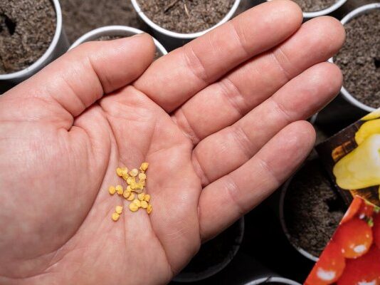 Посев перца в январе: мой опыт, стоит ли игра свеч для раннего урожая? Посев перца в январе