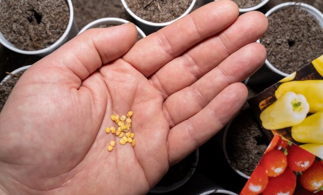 0 Посев перца в январе