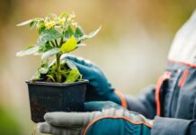 Рассада зацвела на подоконнике: паника или план действий? Мой полный гид рассада зацвела