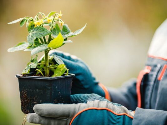 Рассада зацвела на подоконнике: паника или план действий? Мой полный гид рассада зацвела