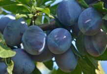 Самые крупноплодные и сладкие сорта сливы (с фото и описанием) крупноплодные сорта сливы Гигант фото
