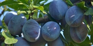 Самые крупноплодные и сладкие сорта сливы (с фото и описанием) крупноплодные сорта сливы Гигант фото