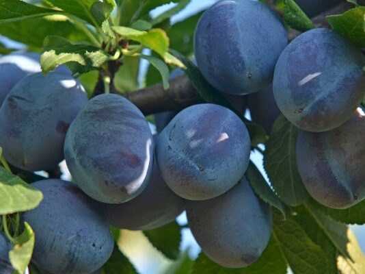 Самые крупноплодные и сладкие сорта сливы (с фото и описанием) крупноплодные сорта сливы Гигант фото