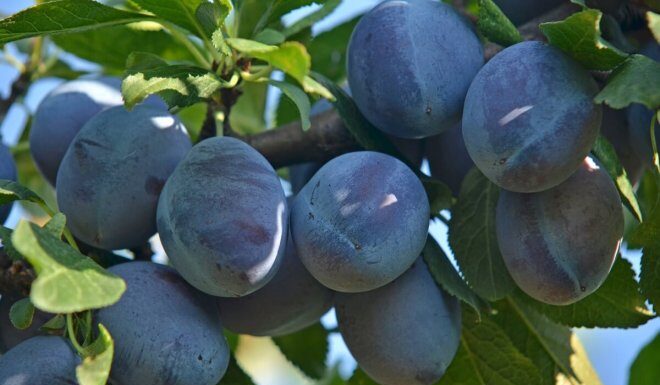 Самые крупноплодные и сладкие сорта сливы (с фото и описанием) крупноплодные сорта сливы Гигант фото