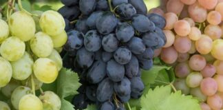 Ранние сорта винограда для средней полосы России: лучшие варианты для успешного выращивания Ранние сорта винограда для средней полосы