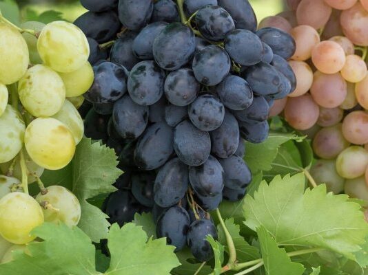 Ранние сорта винограда для средней полосы России: лучшие варианты для успешного выращивания Ранние сорта винограда для средней полосы