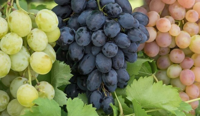 Ранние сорта винограда для средней полосы России: лучшие варианты для успешного выращивания Ранние сорта винограда для средней полосы