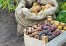 15 самых урожайных сортов картофеля: проверенные и новые варианты для вашего огорода Самые урожайные сорта картофеля