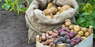 15 самых урожайных сортов картофеля: проверенные и новые варианты для вашего огорода Самые урожайные сорта картофеля