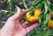 Болезни томатов: полный определитель с фото, симптомами, мерами борьбы и профилактикой