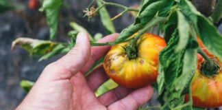 Болезни томатов: полный определитель с фото, симптомами, мерами борьбы и профилактикой