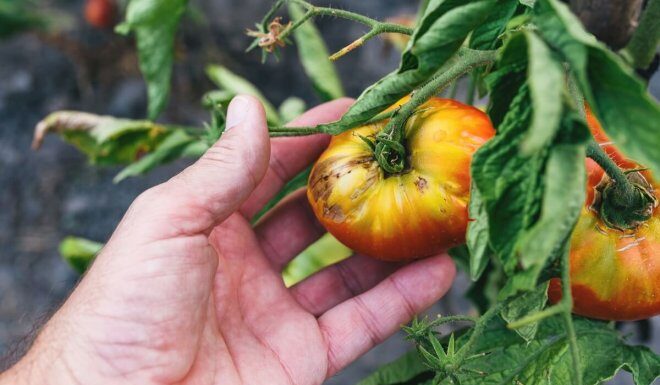 Болезни томатов: полный определитель с фото, симптомами, мерами борьбы и профилактикой