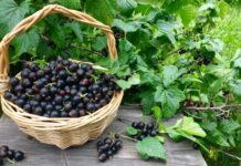 Уход за смородиной после уборки урожая: ключевые шаги для здоровых кустов