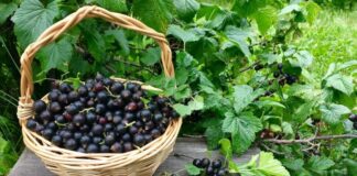 Уход за смородиной после уборки урожая: ключевые шаги для здоровых кустов