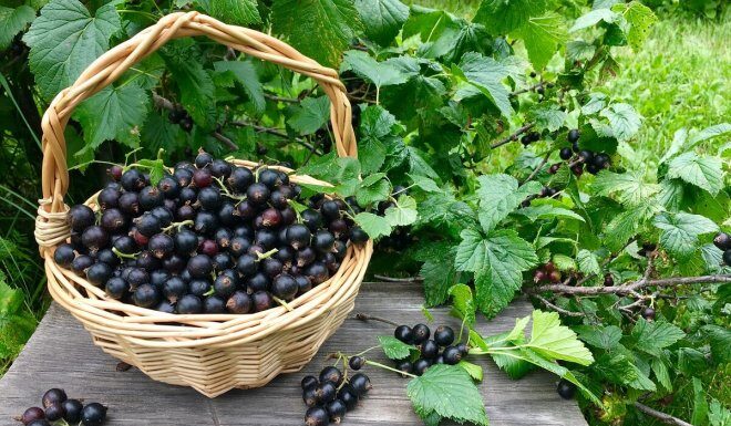 Уход за смородиной после уборки урожая: ключевые шаги для здоровых кустов