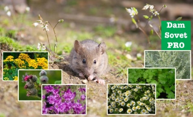 как защитить тюльпаны от мышей репеллентами