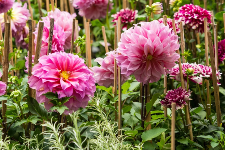 подвязка георгинов в саду летом