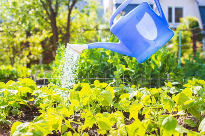 полив растений в жару и его последствия