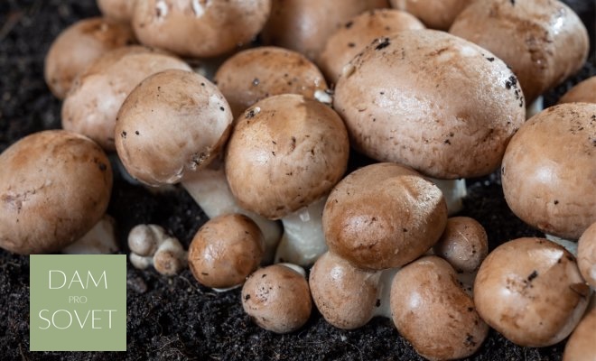 виды грибов для дачи вешенка и опенок