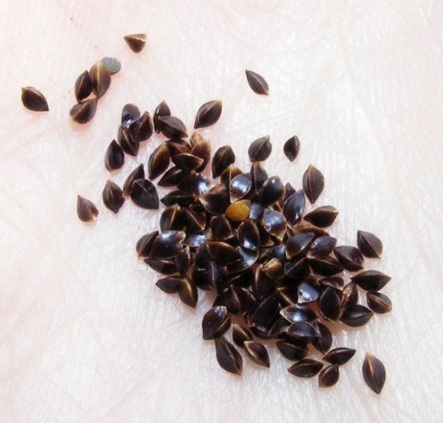 сбор семян щавеля с растений для подзимнего посева