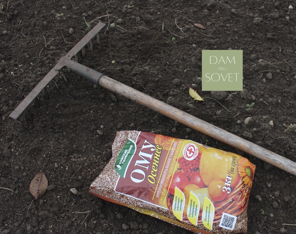 Подготовленная и удобренная грядка для озимого лука осенью