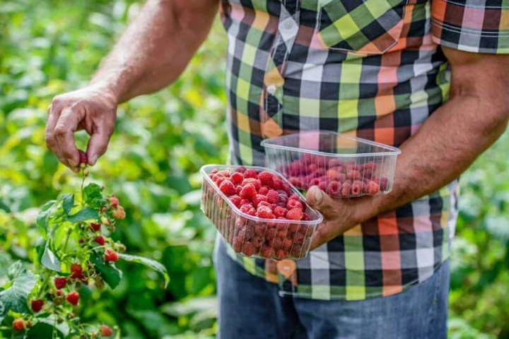 когда обрезать малину после урожая