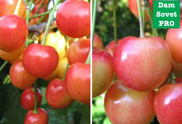 сорта черешни для северных регионов