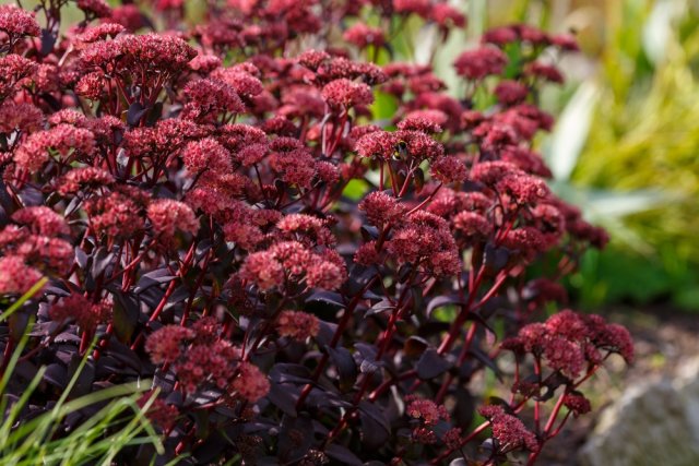 седум видный в осеннем саду