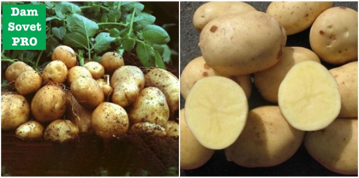 Самые урожайные сорта картофеля – Аризона