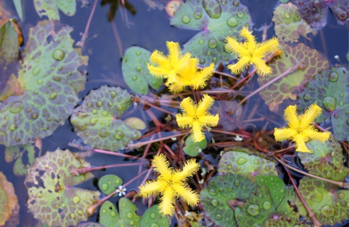 нимфеи и кубышки для средней полосы