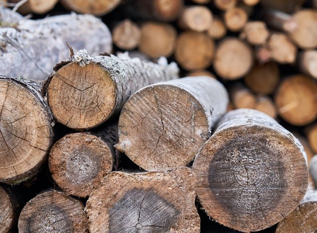 способы выращивания грибов на поленьях