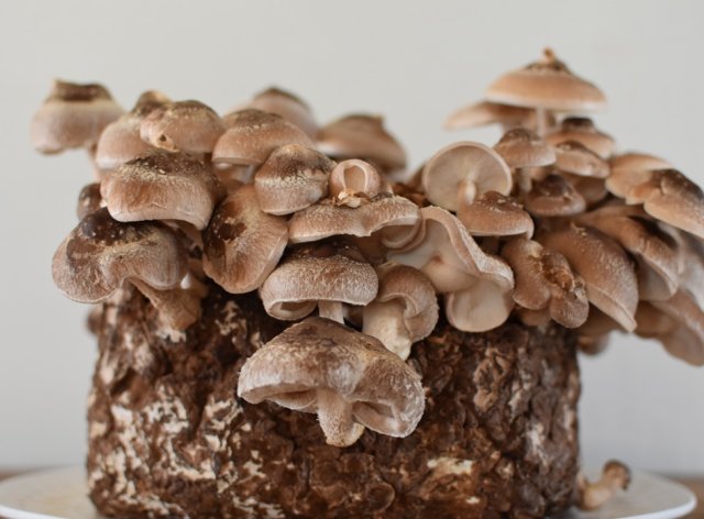 субстрат для грибов в пакете с мицелием