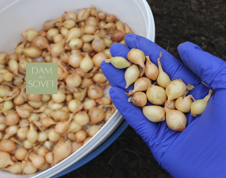 Лук-севок разных фракций для подзимней посадки