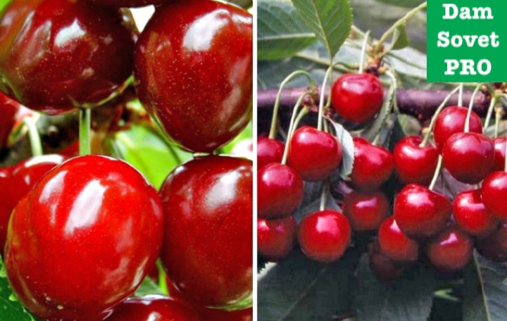 сорта черешни для северных регионов