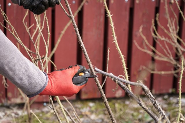 колючие ветки для укрытия тюльпанов от мышей