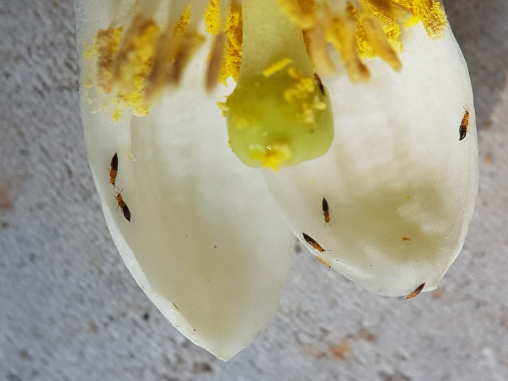 трипсы вредители пионов с серебристыми пятнами