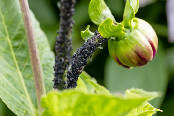 защита георгинов от вредителей и болезней