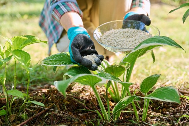 Подкормка хосты удобрениями – весеннее внесение