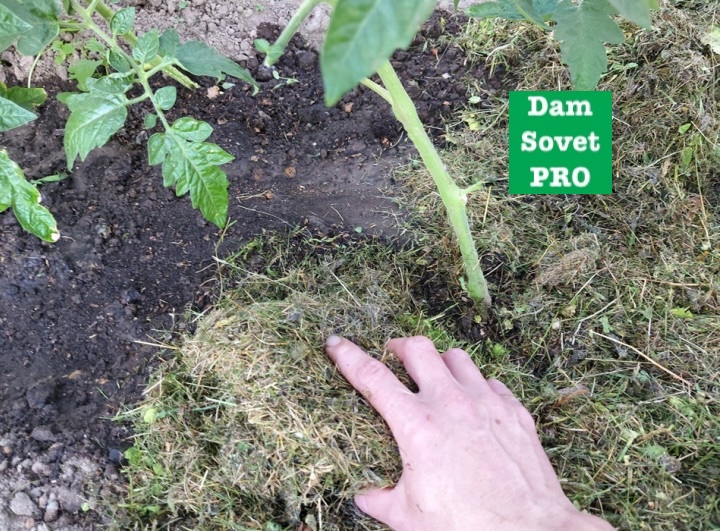 мульчирование почвы в теплице от плесени