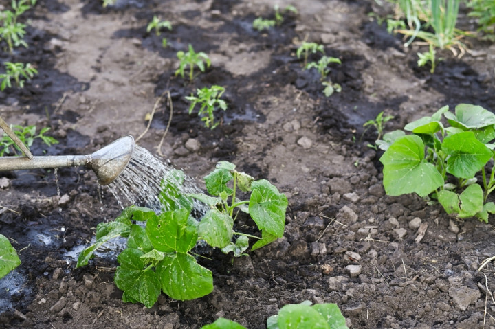 нормы полива для разных растений