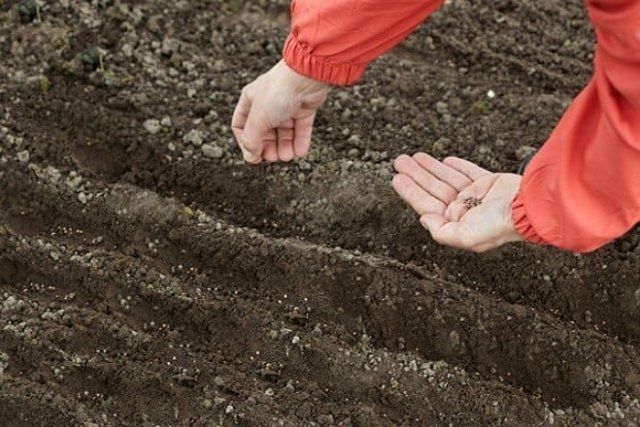 выбор места для посева щавеля в огороде