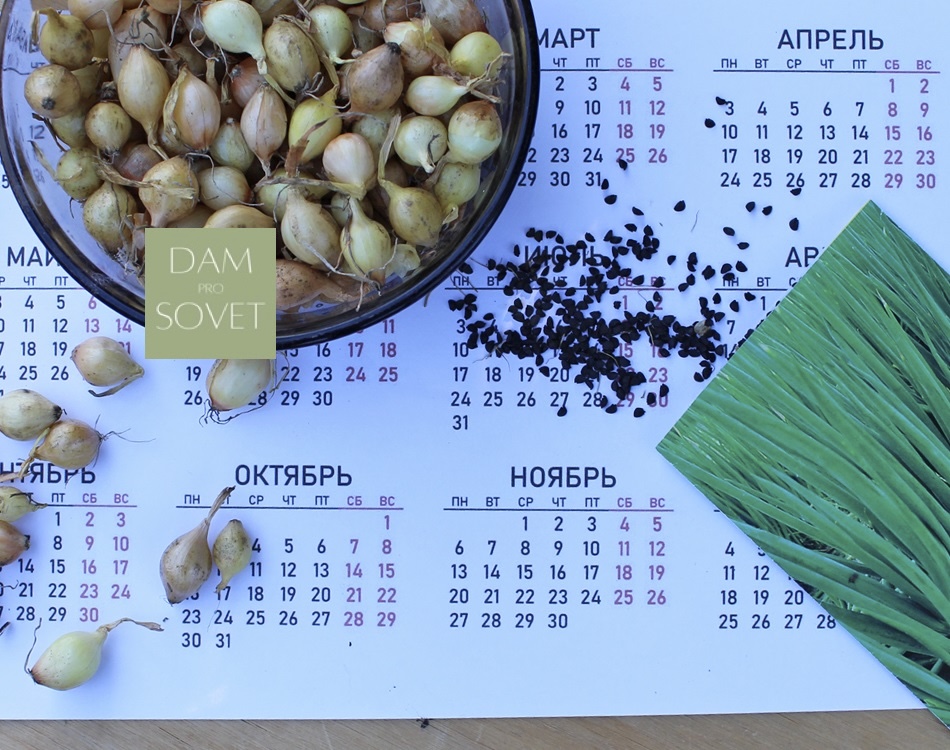 когда сажать лук под зиму