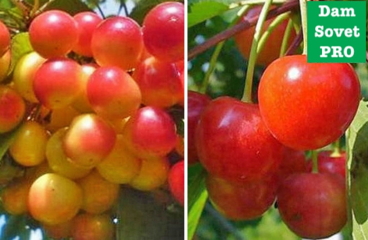 сорта черешни для северных регионов