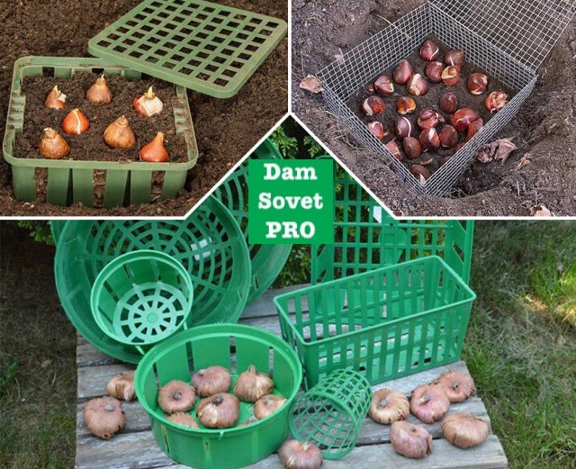 сетка для защиты тюльпанов от мышей