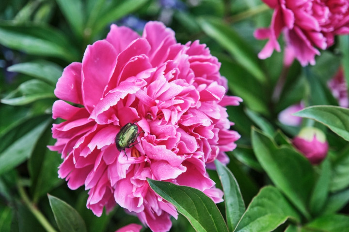 бронзовки жуки на цветах пионов