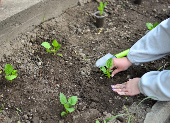 Посадка однолетних астр в открытый грунт – рассада на клумбе